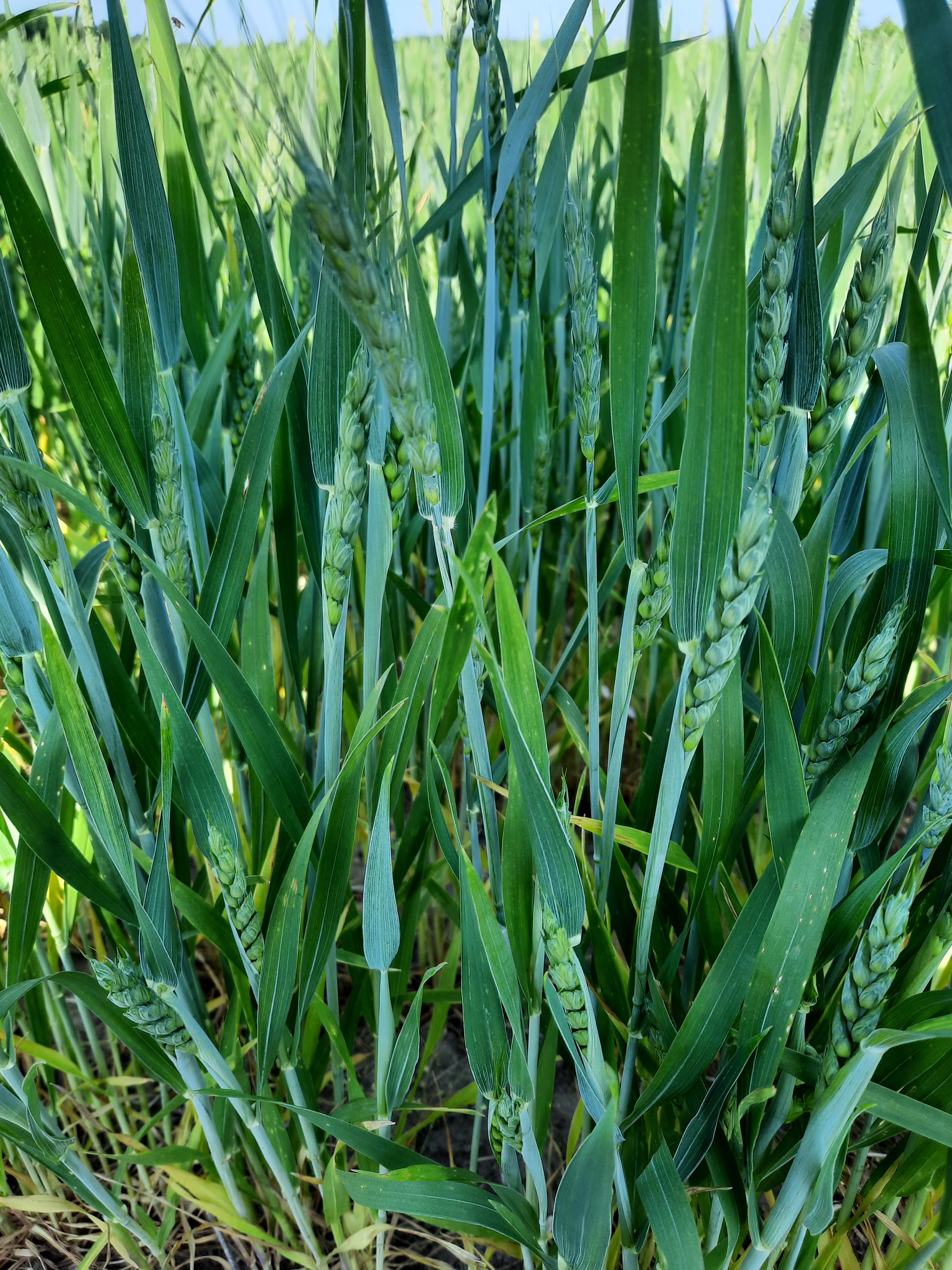 Close up of a wheat crop.